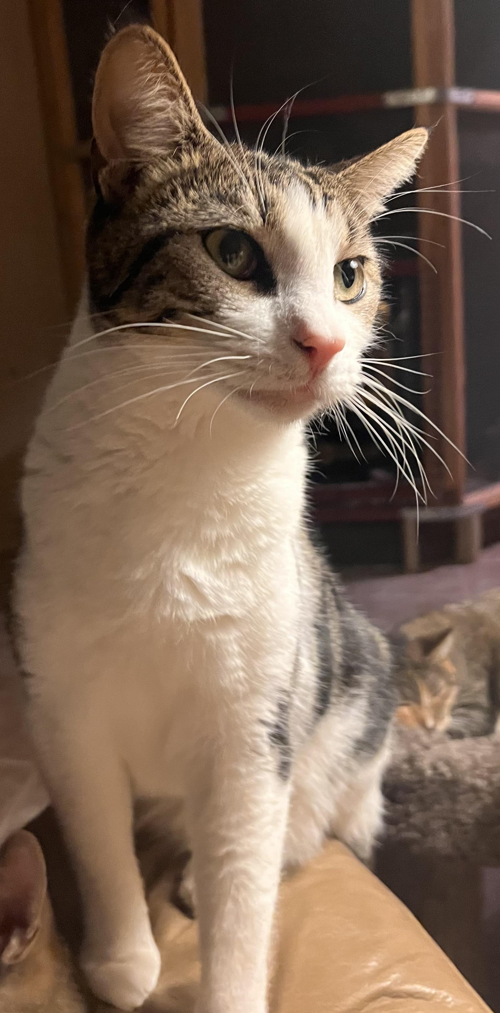 Yuzu, Adoptable, Adult Male Domestic Short Hair & American Shorthair.