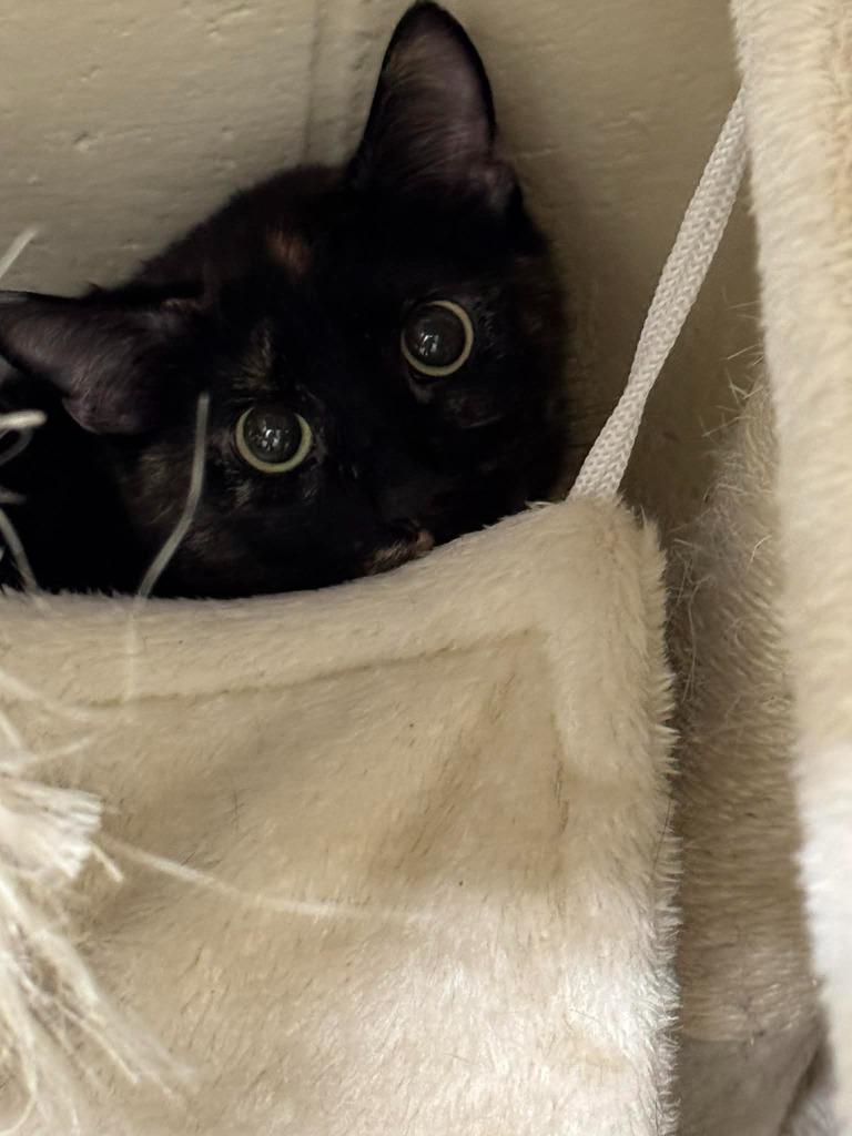 Serenity, Adoptable, Young Female Domestic Short Hair.