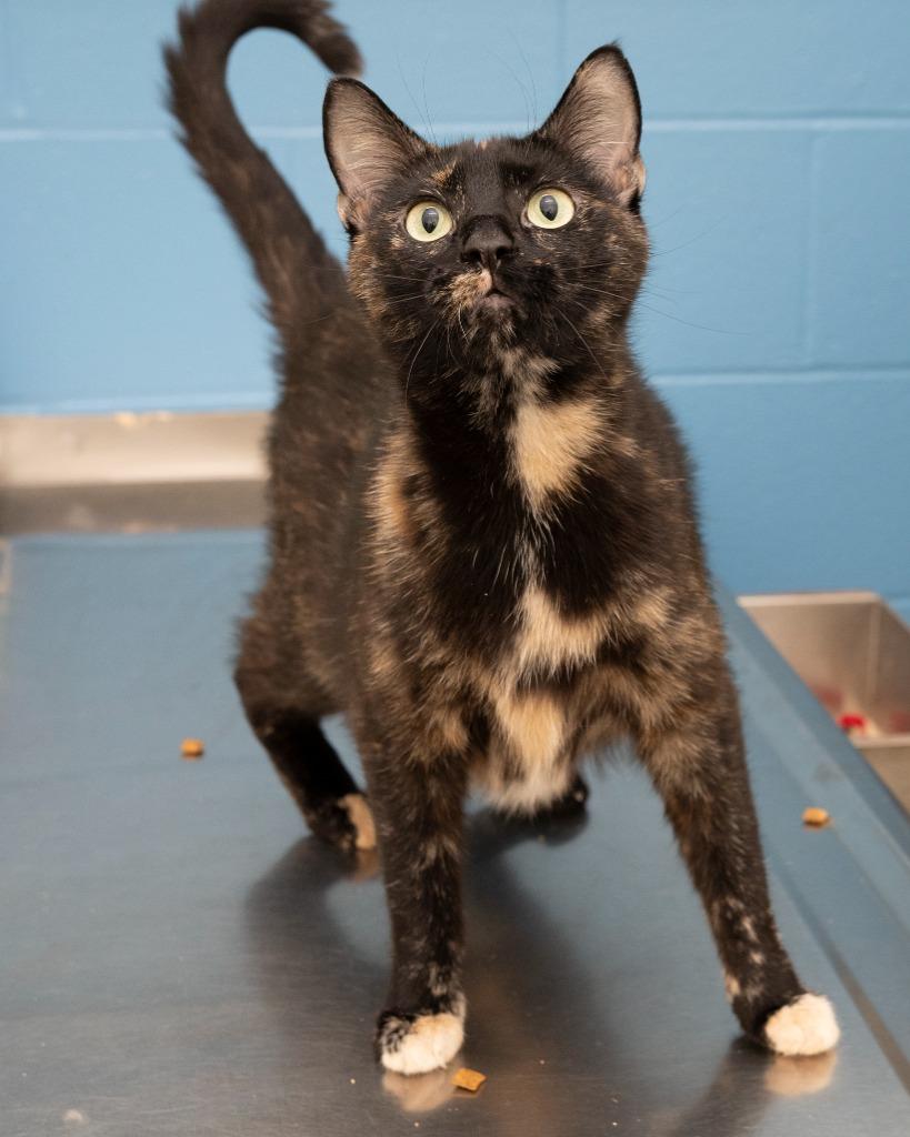 Enlarge Serenity, a Adoptable mixed breed in Boone, IA image 2/3