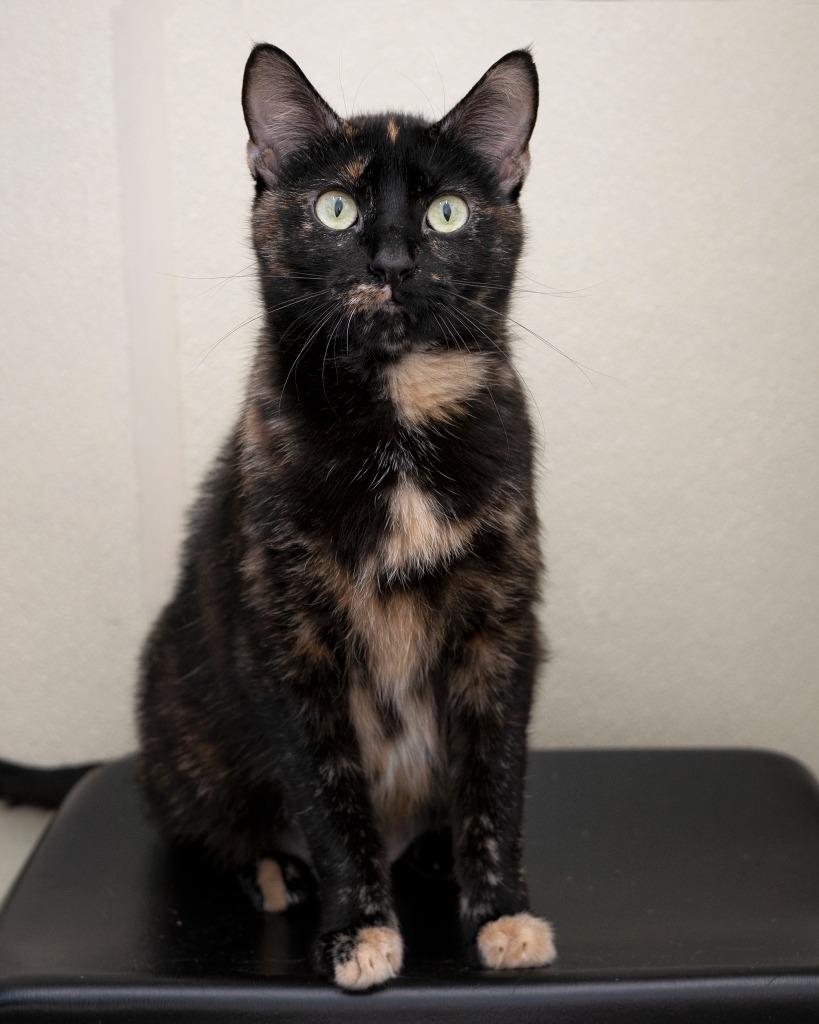 Enlarge Serenity, a Adoptable mixed breed in Boone, IA image 3/3