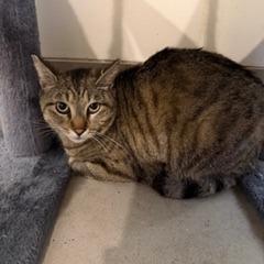 Enlarge Ruffles, a Adoptable Domestic Short Hair in Las Vegas, NV image 1/1