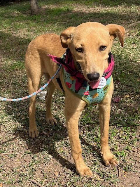 Vanilla, adopted, Puppy Female Labrador Retriever & Whippet.