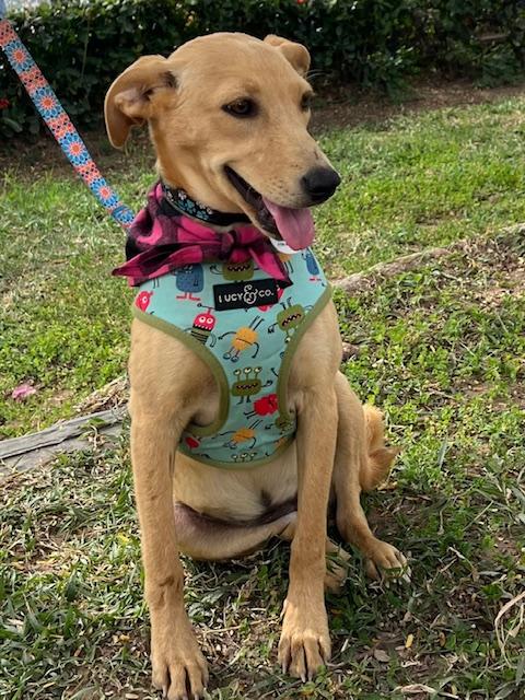 Enlarge Vanilla, an adopted mixed breed in nanaimo, BC image 4/5