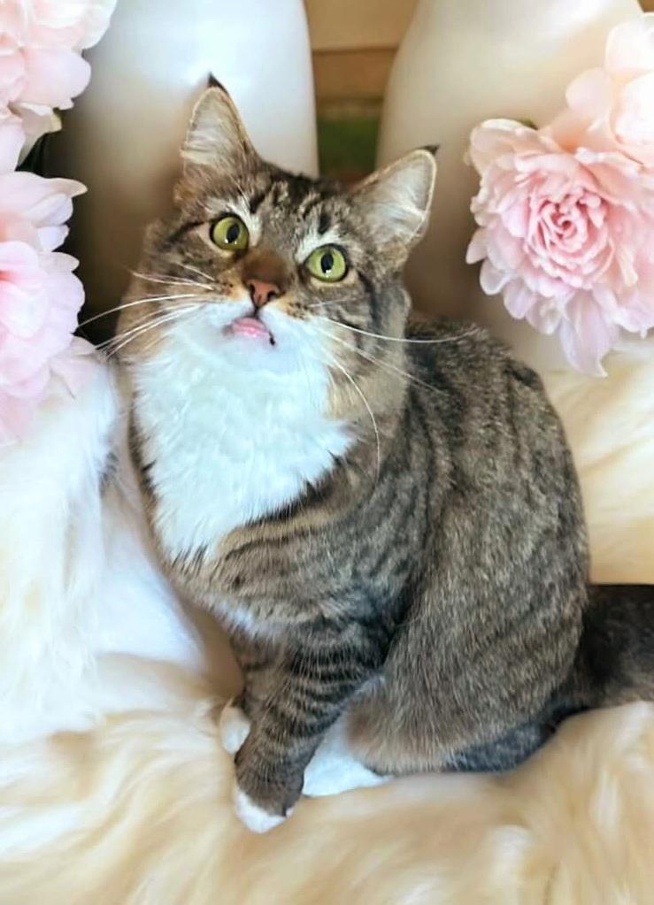 Enlarge Dolly, a Adoptable Domestic Medium Hair in West Pittston, PA image 1/1