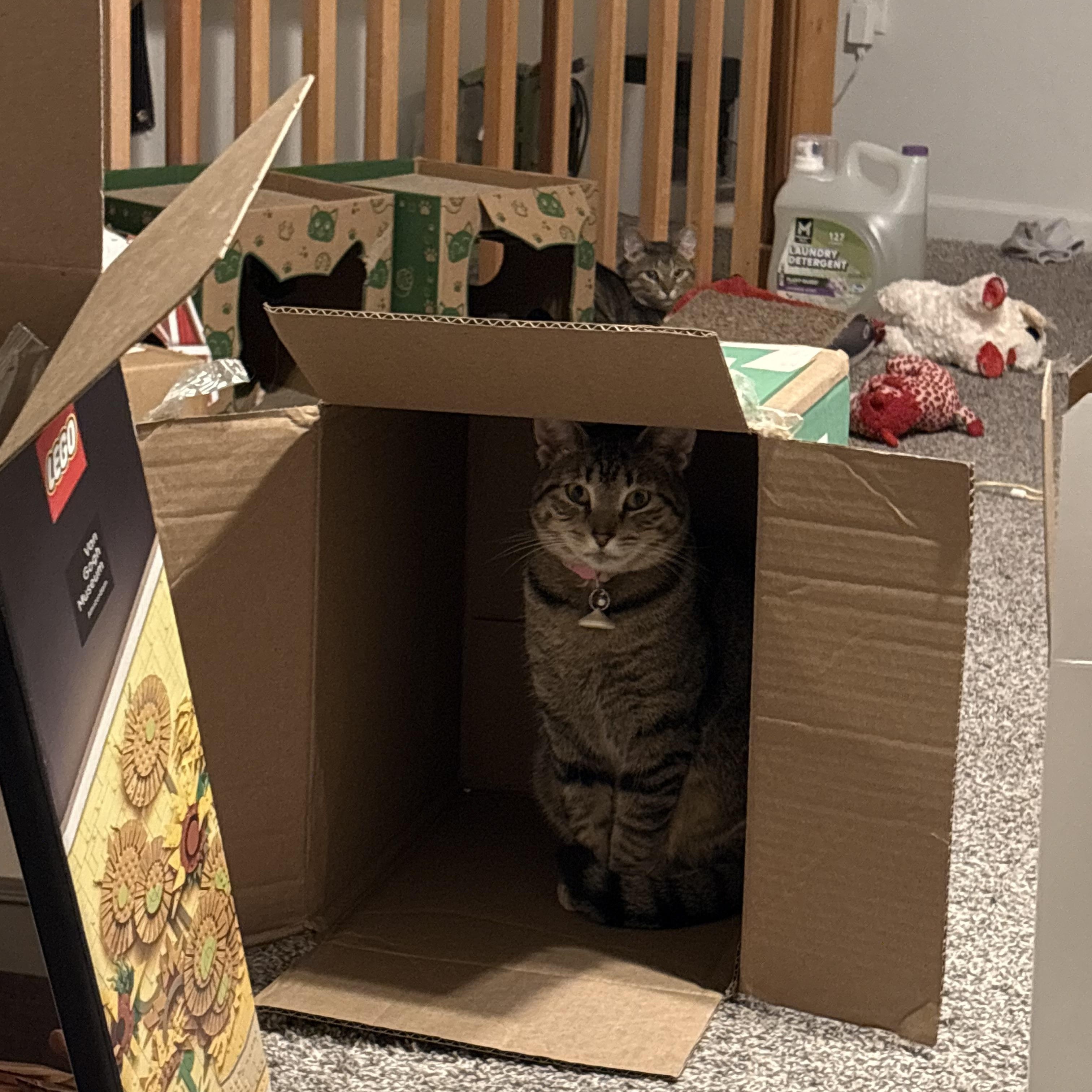 Enlarge Pork, a Adopted Domestic Short Hair in Morgantown, WV image 2/3