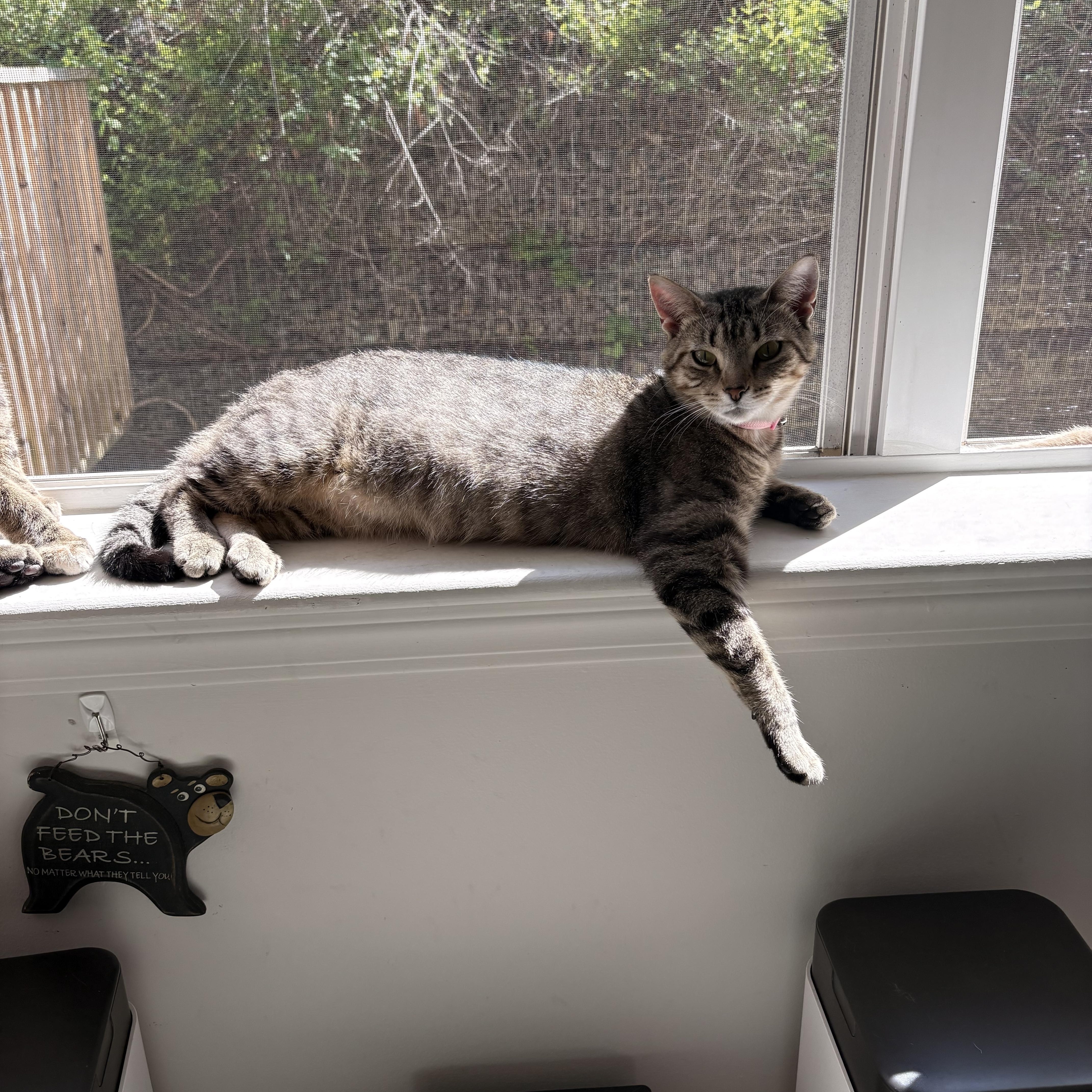 Enlarge Pork, a Adopted Domestic Short Hair in Morgantown, WV image 3/3