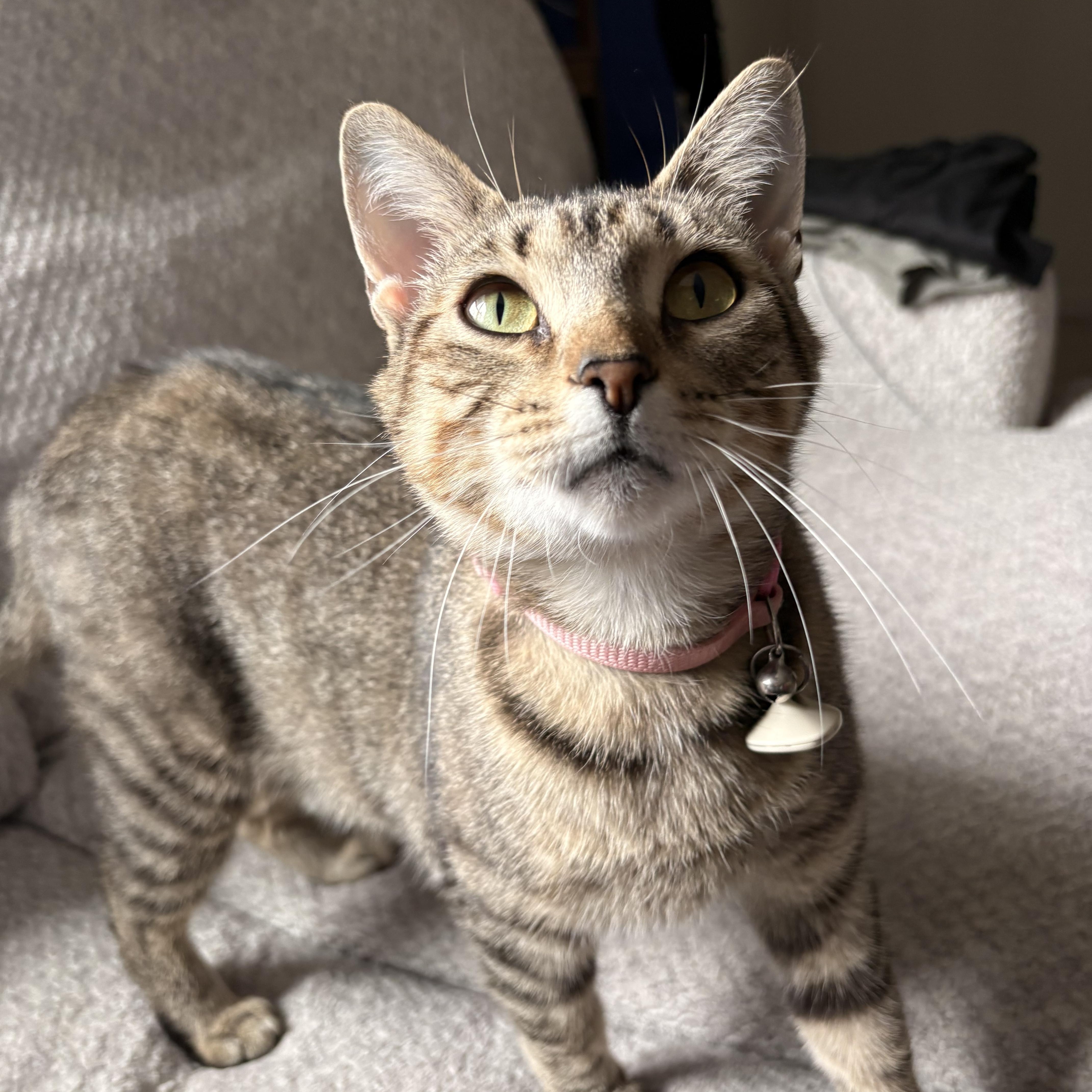 Pork, Adopted, Young Female Domestic Short Hair.