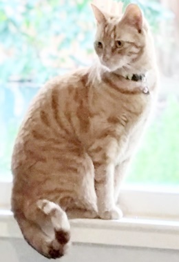 Chicken, Adoptable, Young Male Domestic Short Hair & Tabby.