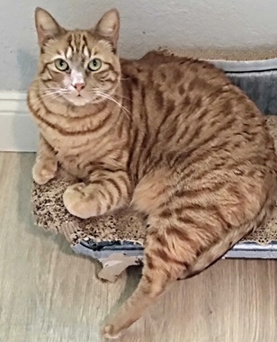 Chicken, a Adoptable mixed breed in Fair Oaks, CA image 2/3