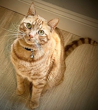 Chicken, a Adoptable mixed breed in Fair Oaks, CA image 3/3