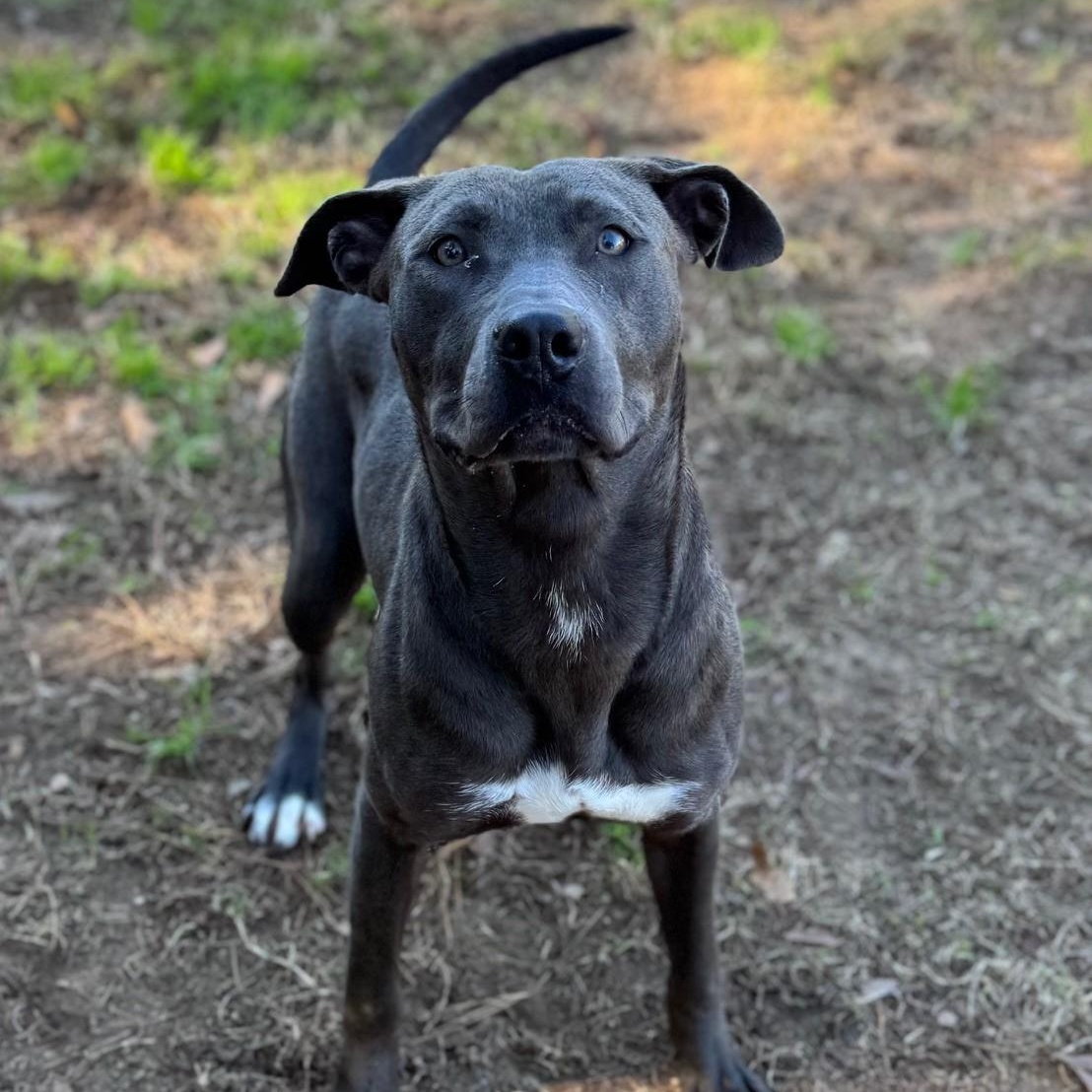 Quinn, ADOPTABLE, Adult Female Mixed Breed.