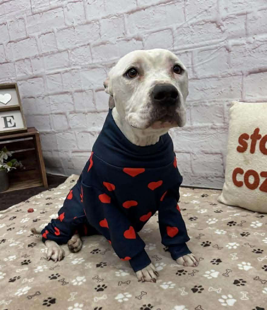 Enlarge Bella, a ADOPTABLE mixed breed in Pleasant Ridge, MI image 5/6