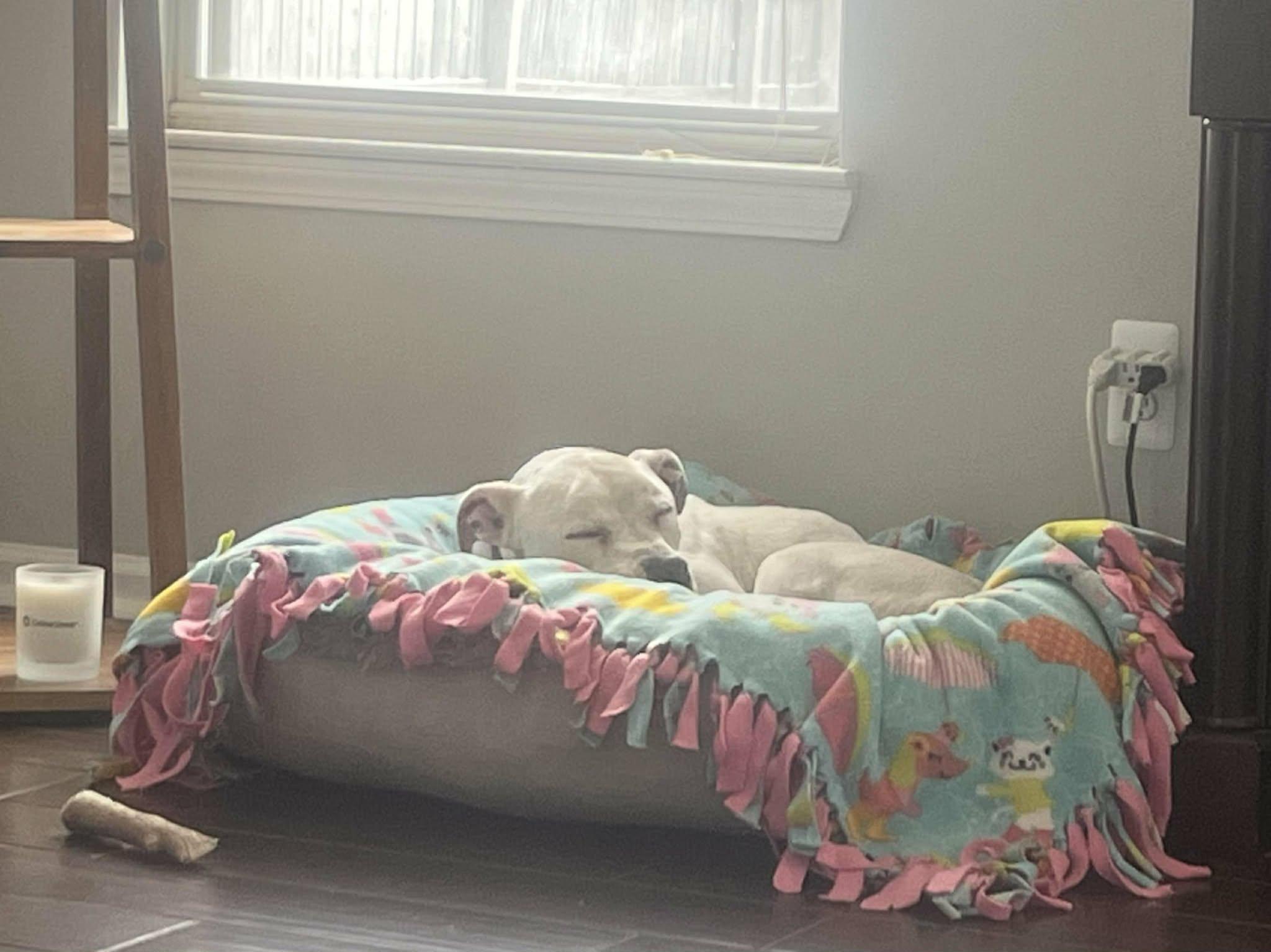 Enlarge Bella, a ADOPTABLE mixed breed in Pleasant Ridge, MI image 6/6