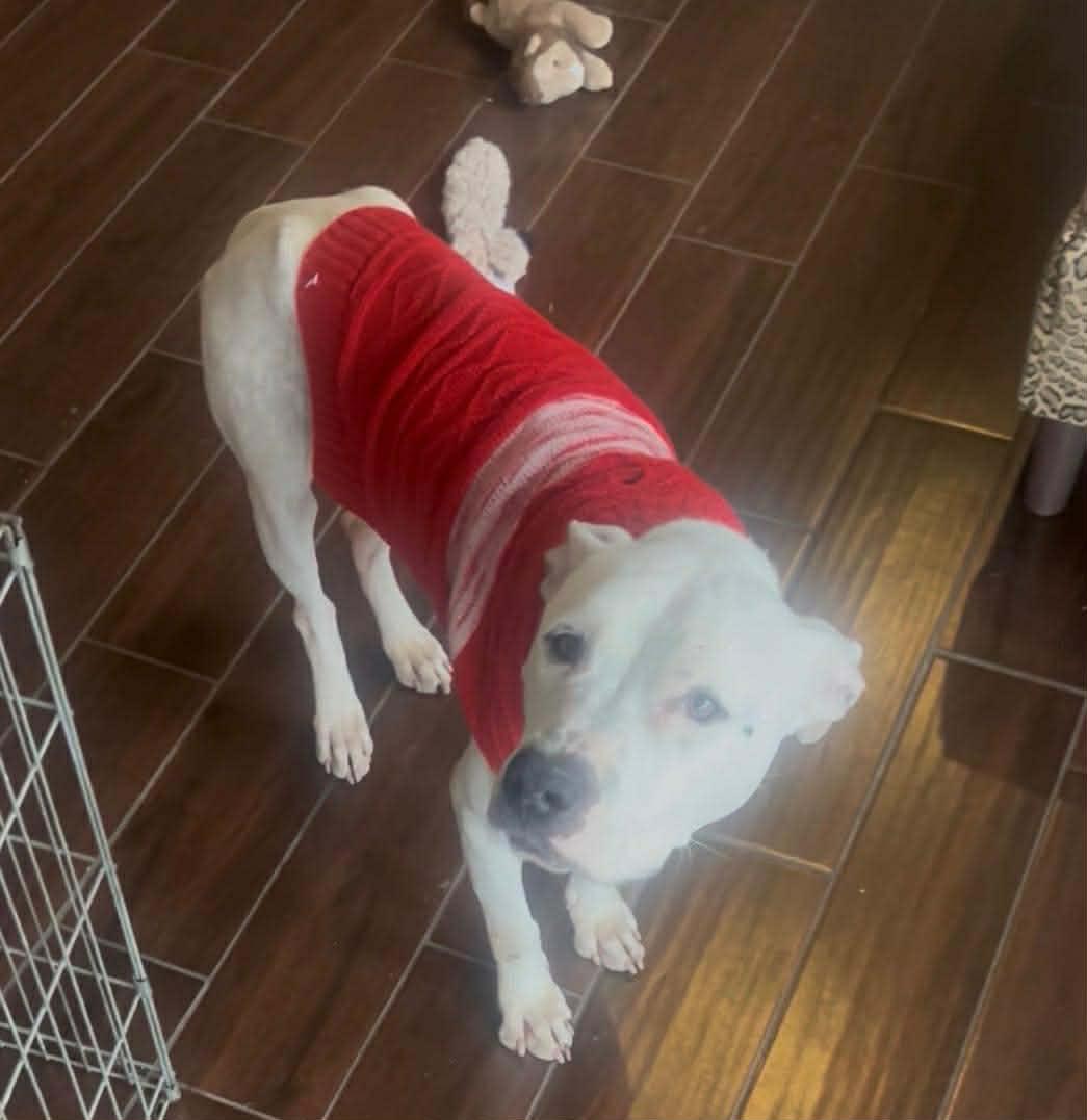 Enlarge Bella, a ADOPTABLE mixed breed in Pleasant Ridge, MI image 2/6