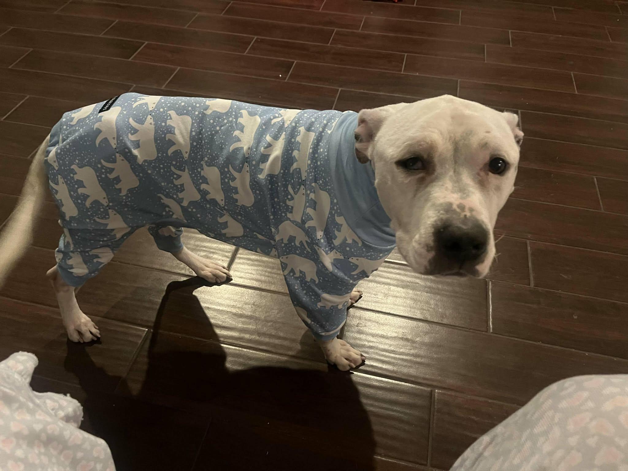 Enlarge Bella, a ADOPTABLE mixed breed in Pleasant Ridge, MI image 1/6