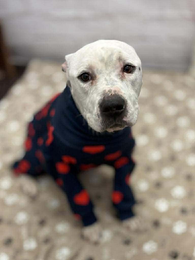 Enlarge Bella, a ADOPTABLE mixed breed in Pleasant Ridge, MI image 4/6