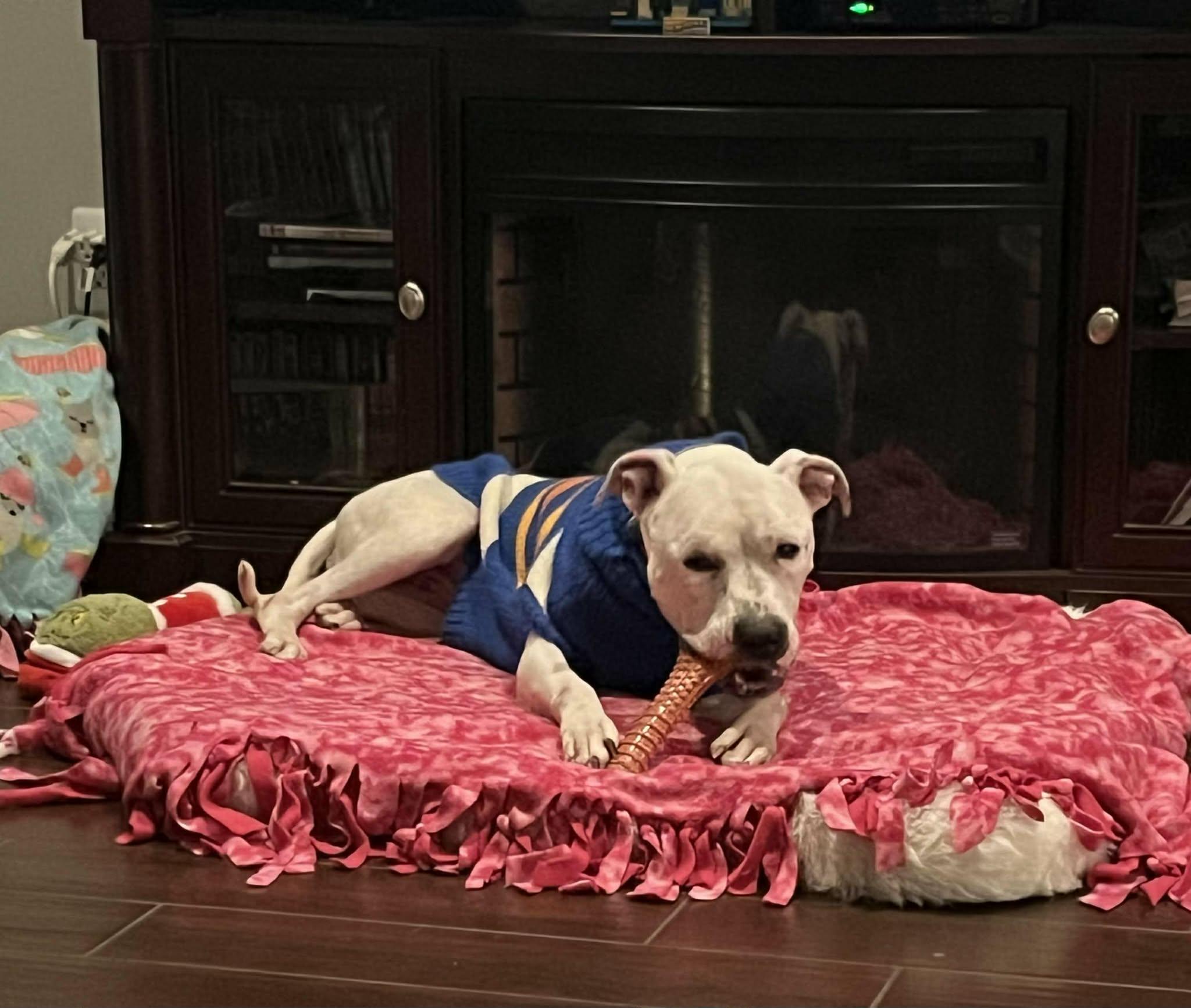 Enlarge Bella, a ADOPTABLE mixed breed in Pleasant Ridge, MI image 3/6