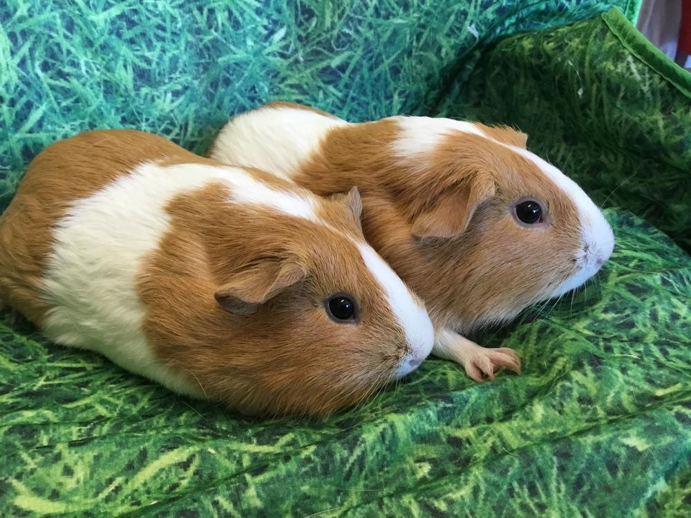 Alexandria ( bonded to Alina), Adoptable, Adult Female Guinea Pig.