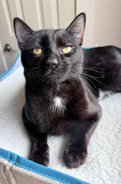 Midnight - young mellow fellow, Adoptable, Young Male Bombay & Domestic Short Hair.