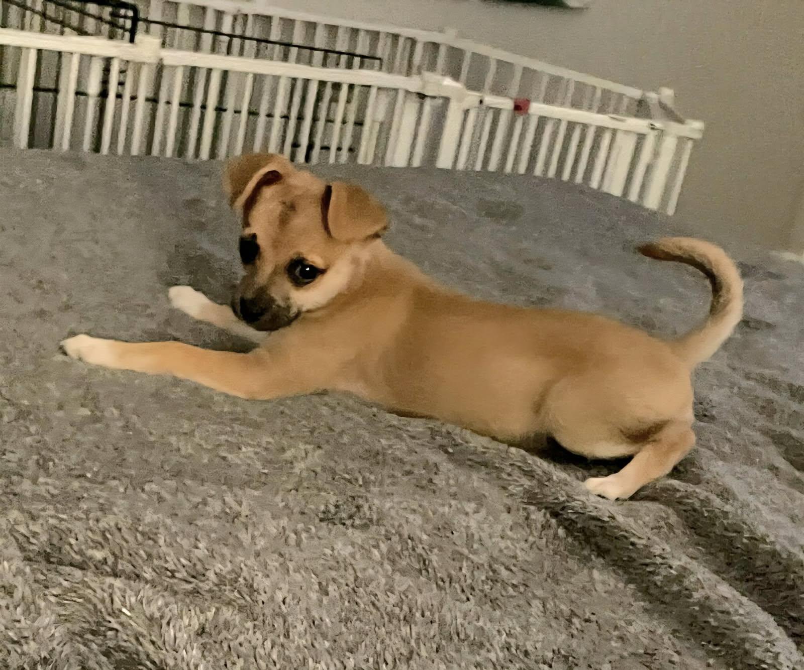 Enlarge Bree, an adopted Chihuahua in Plano, TX image 5/6