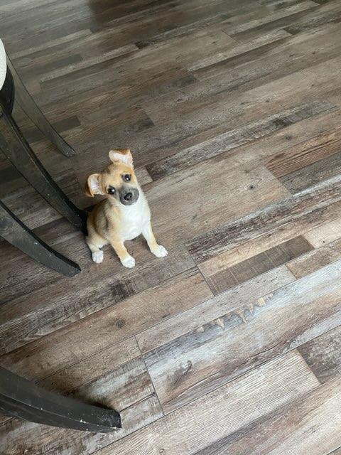 Enlarge Bree, an adopted Chihuahua in Plano, TX image 4/6