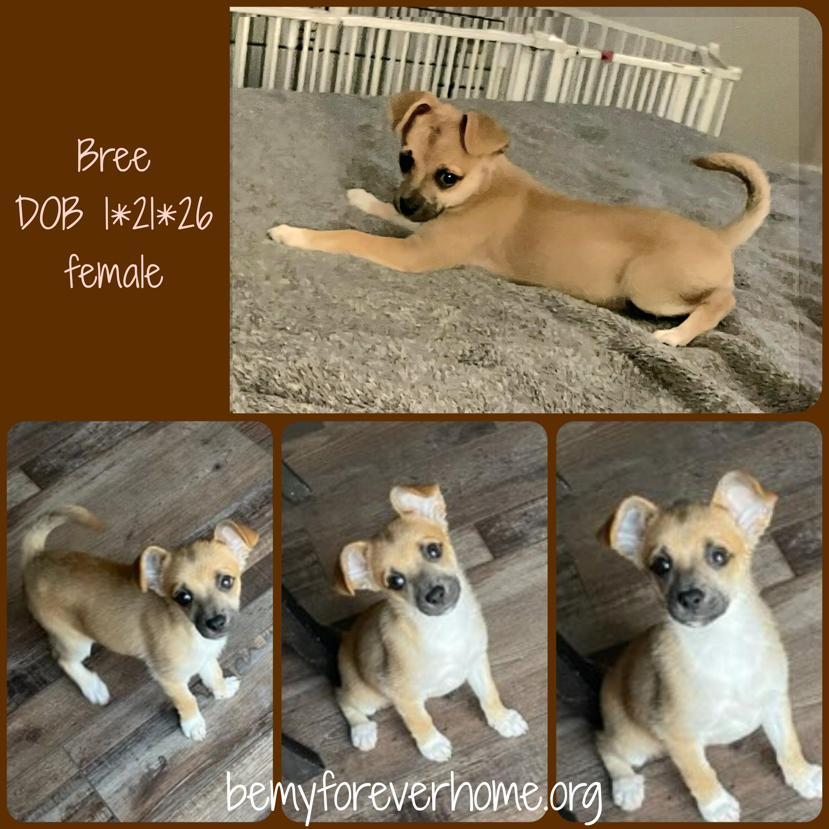 Enlarge Bree, an adopted Chihuahua in Plano, TX image 3/6