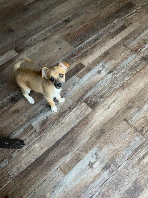 Enlarge Bree, an adopted Chihuahua in Plano, TX image 2/6