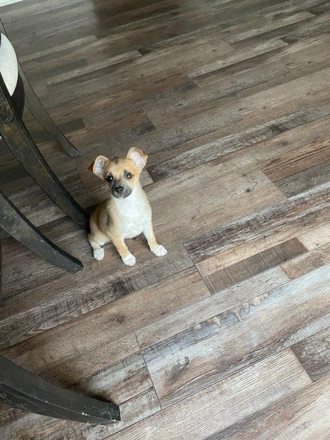 Enlarge Bree, an adopted Chihuahua in Plano, TX image 1/6