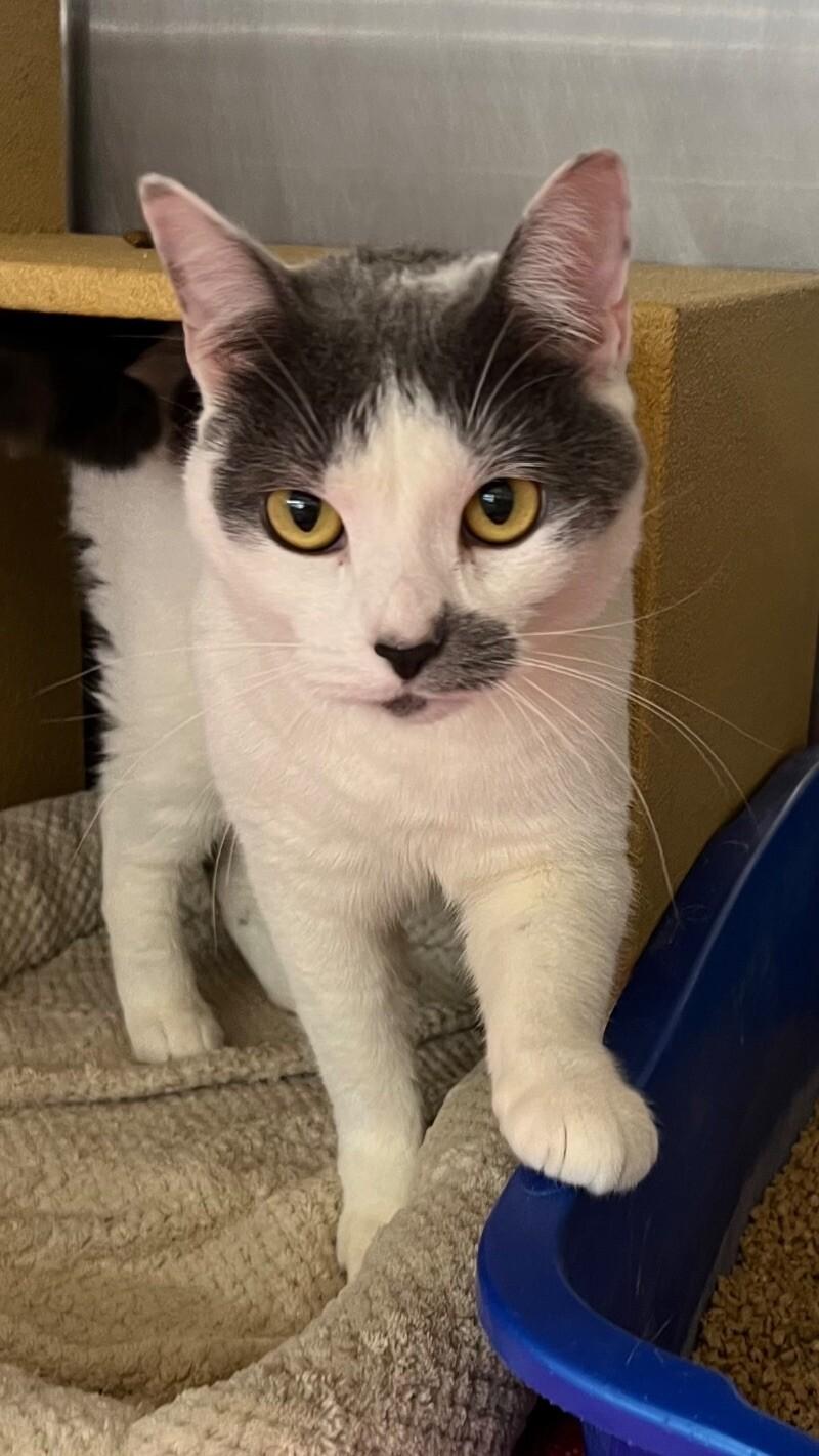 Enlarge Sally, a Adoptable Domestic Short Hair in Colmar, PA image 1/1