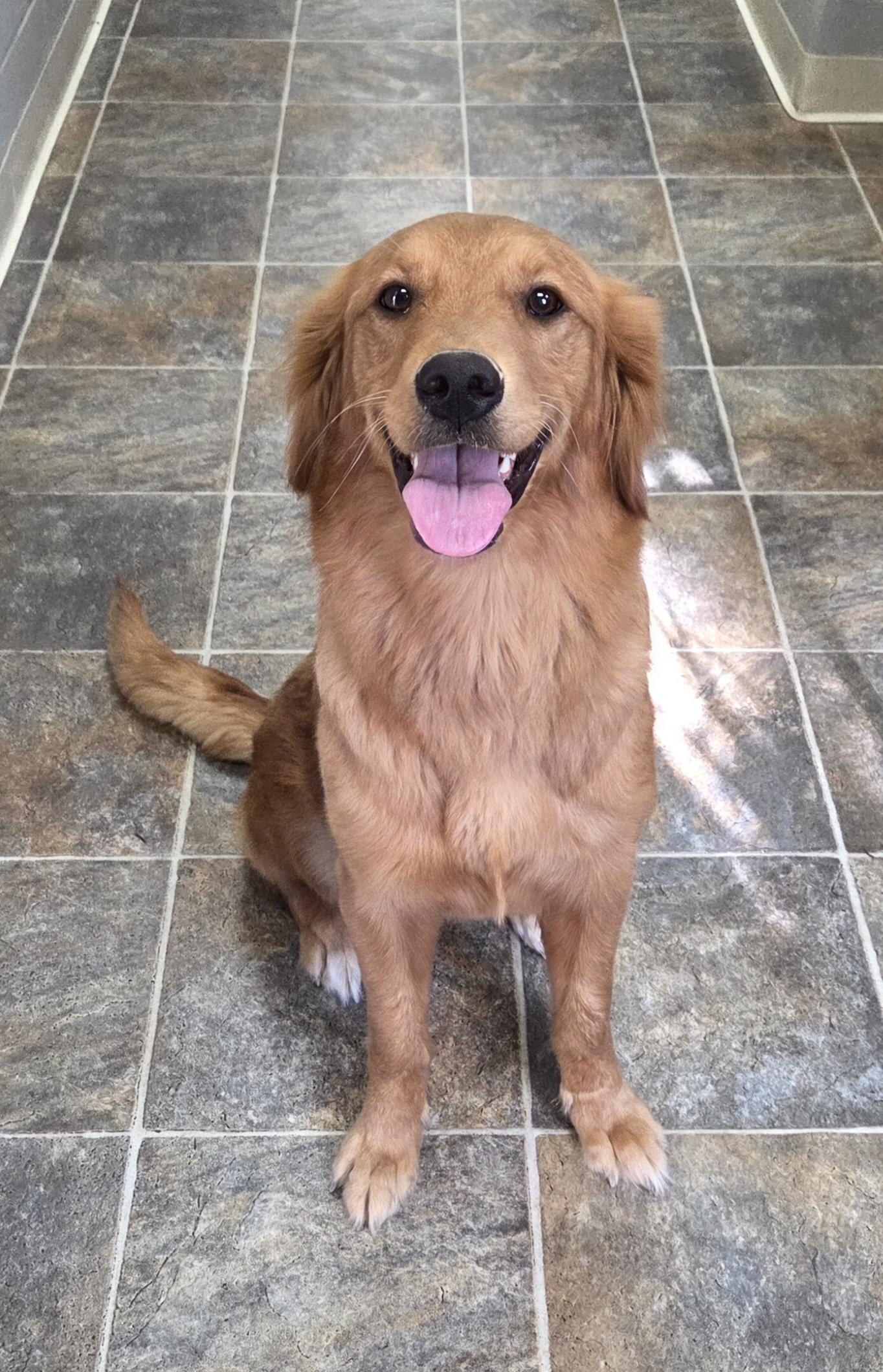 Tawny, adopted, Young Female Golden Retriever.