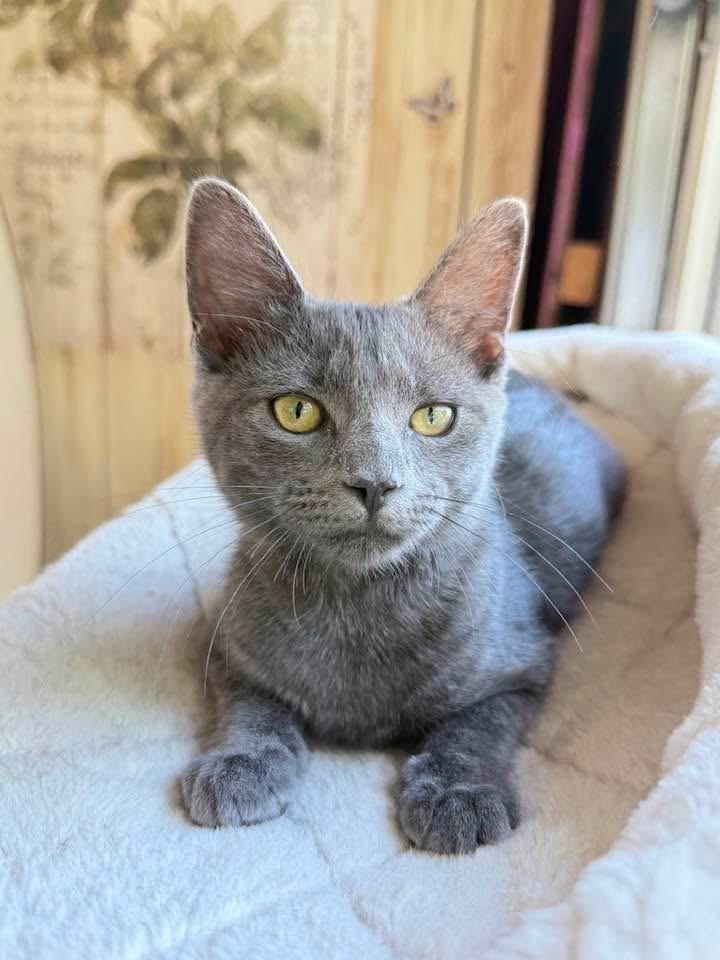 Essie, Adoptable, Kitten Female Domestic Short Hair.