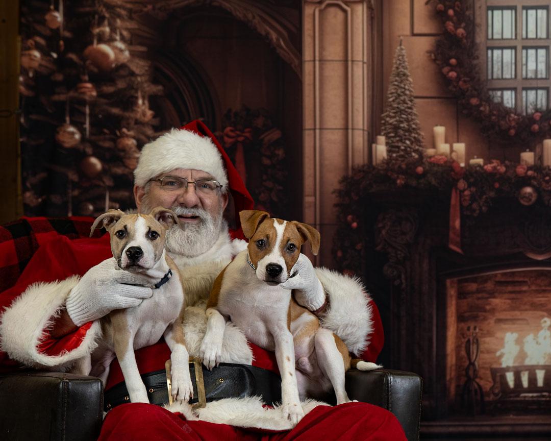 Enlarge Arlo , a Adoptable mixed breed in Newberg, OR image 3/3