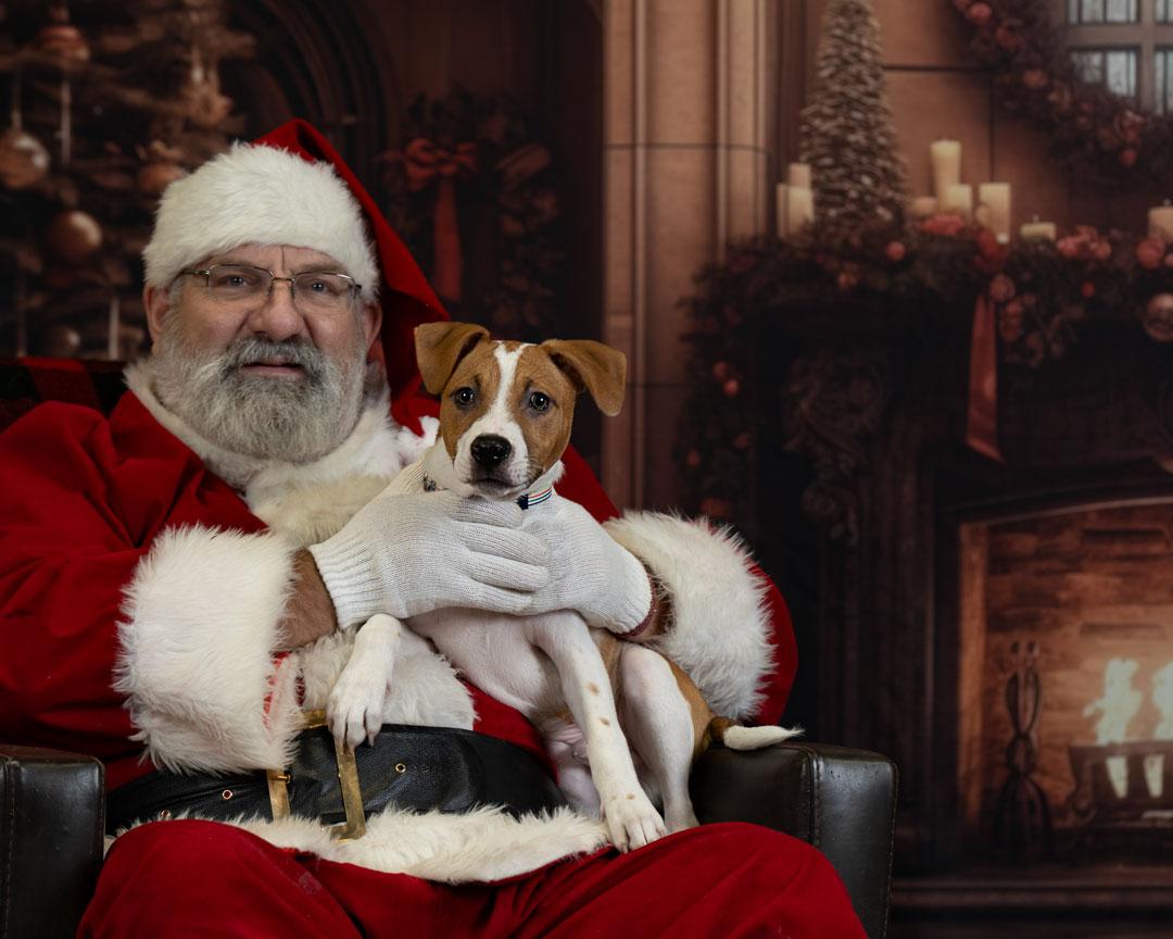 Enlarge Arlo , a Adoptable mixed breed in Newberg, OR image 2/3