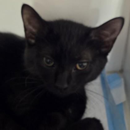 Enlarge Bones, a Adoptable mixed breed in Voorhees, NJ image 1/1