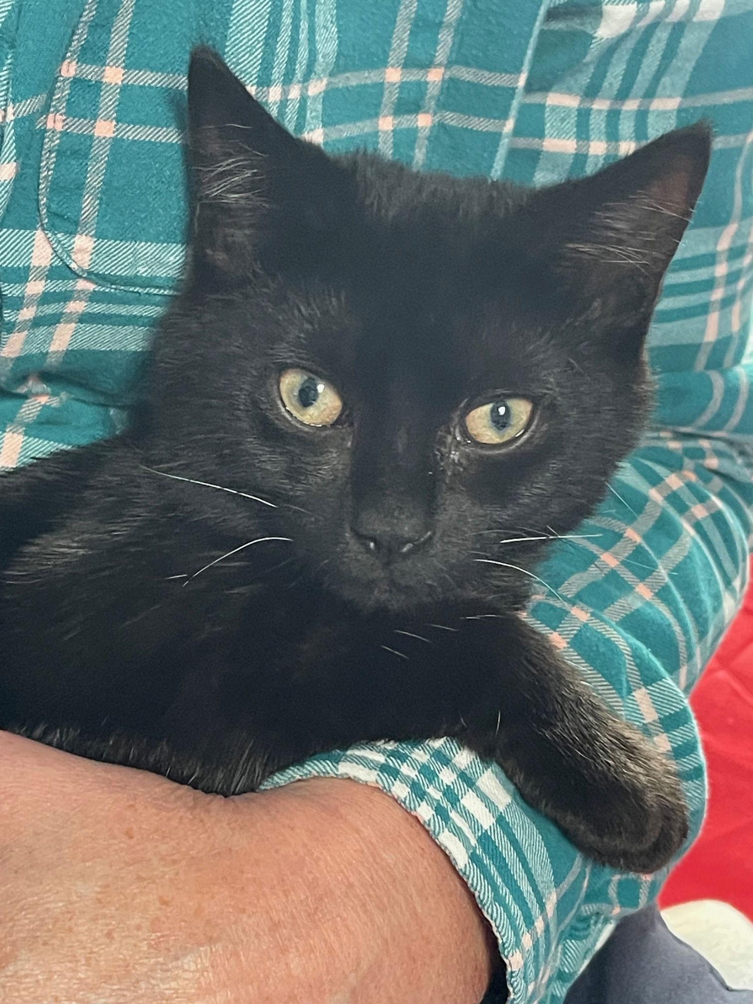 Enlarge Chibi, a Adopted Domestic Short Hair in Somerville, MA image 1/3