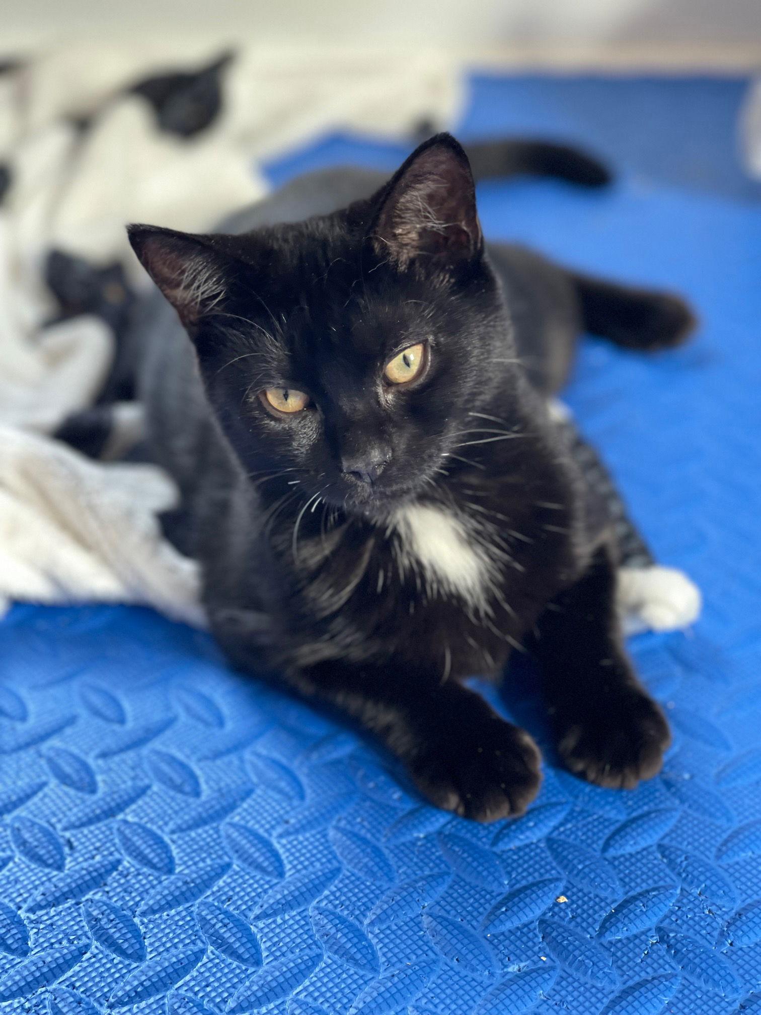 Enlarge Chibi, a Adopted Domestic Short Hair in Somerville, MA image 2/3