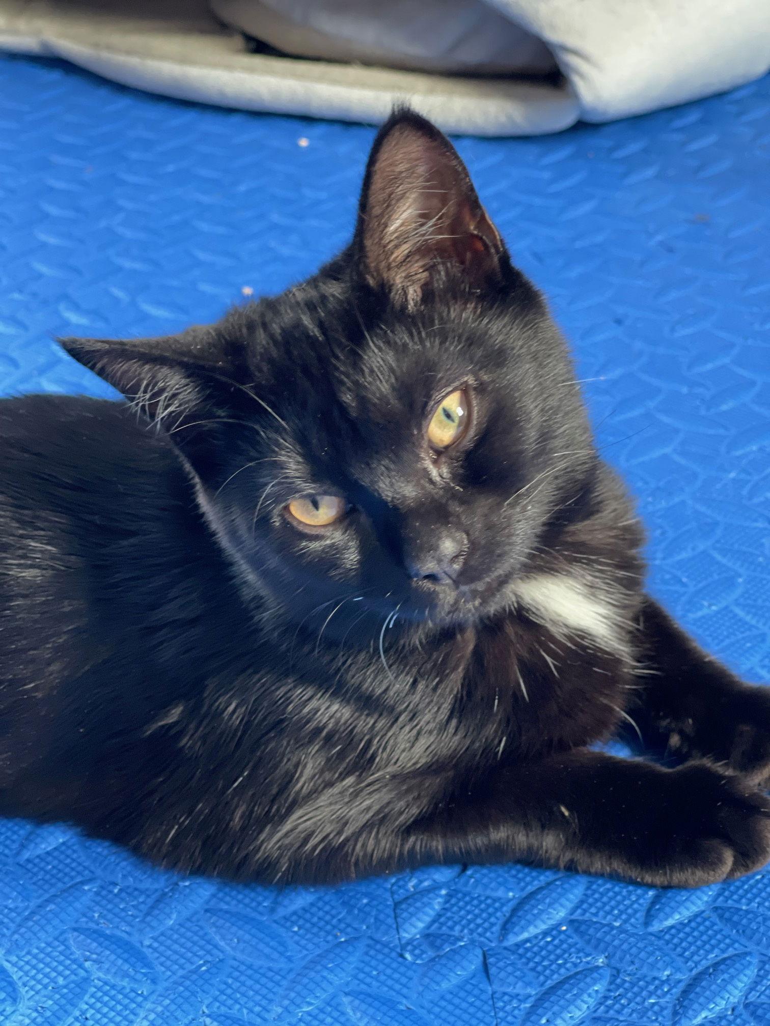 Enlarge Chibi, a Adopted Domestic Short Hair in Somerville, MA image 3/3