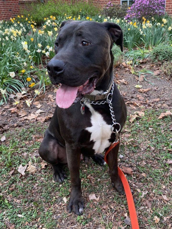 Kiko, a Adopted mixed breed in Valparaiso, IN image 1/2