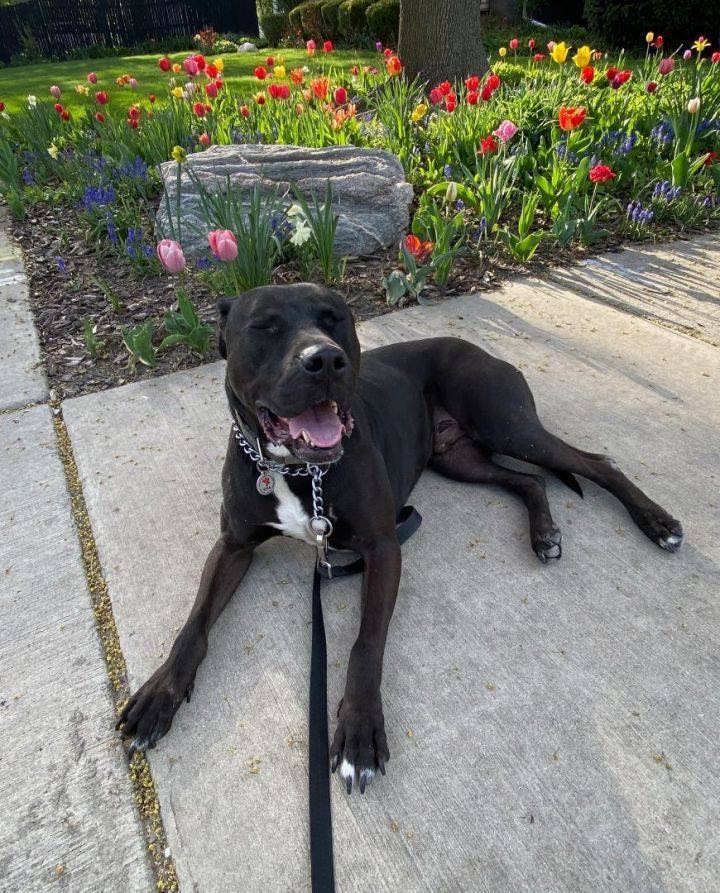 Kiko, a Adopted mixed breed in Valparaiso, IN image 2/2