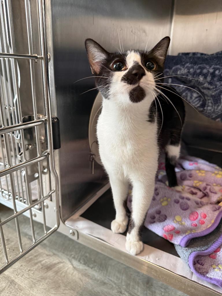 Beauty, Adoptable, Young Female Domestic Short Hair.