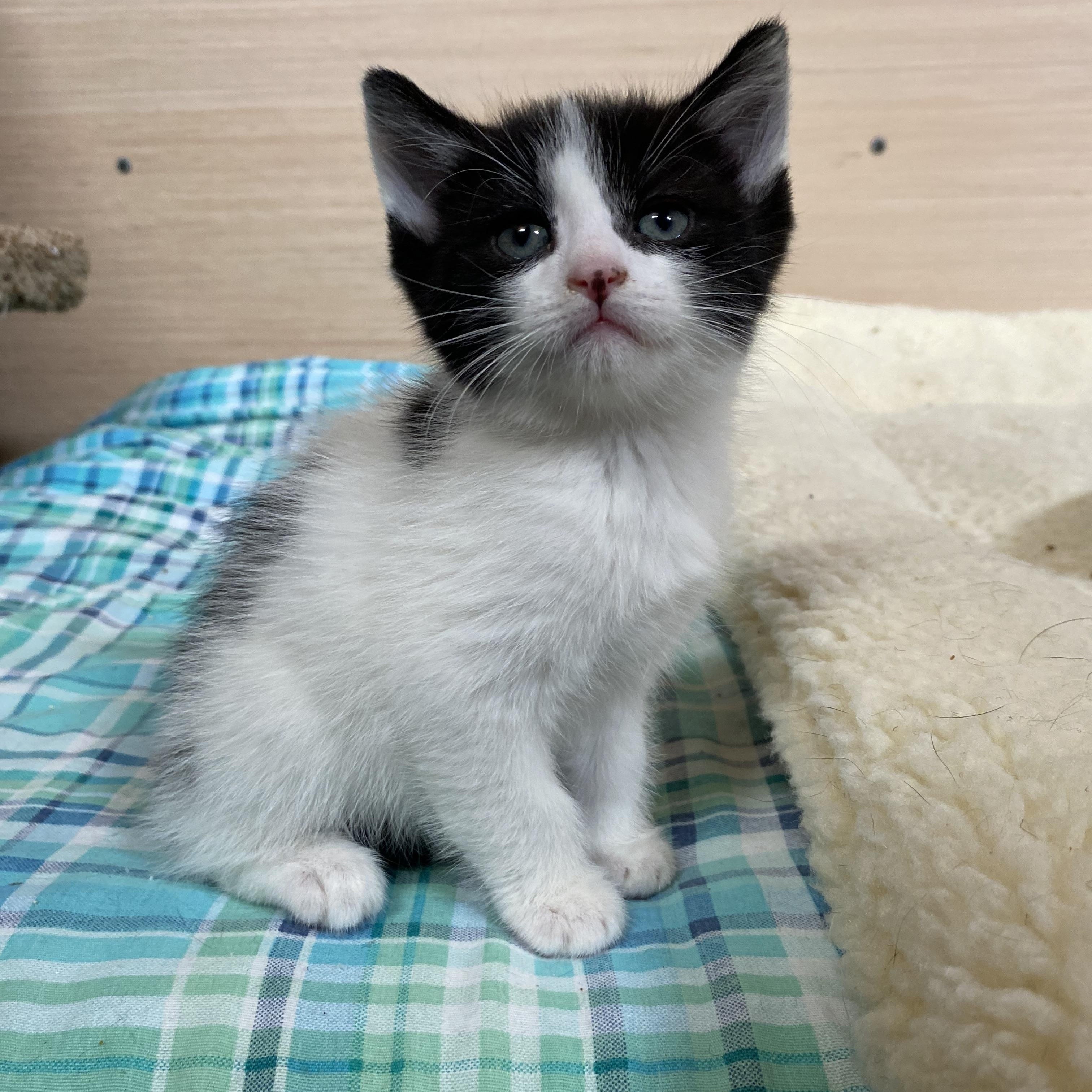 Enlarge Theta, a Adoptable Domestic Short Hair in Dansville, NY image 3/3