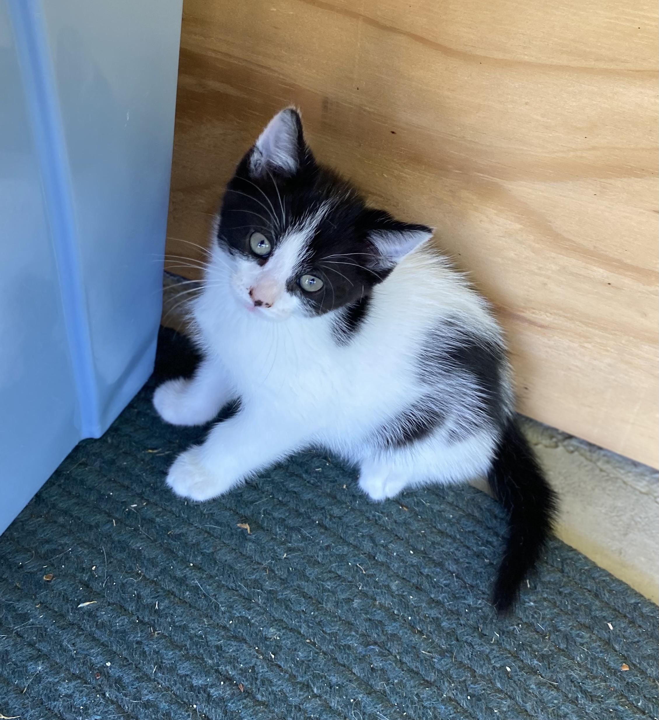 Enlarge Theta, a Adoptable Domestic Short Hair in Dansville, NY image 2/3