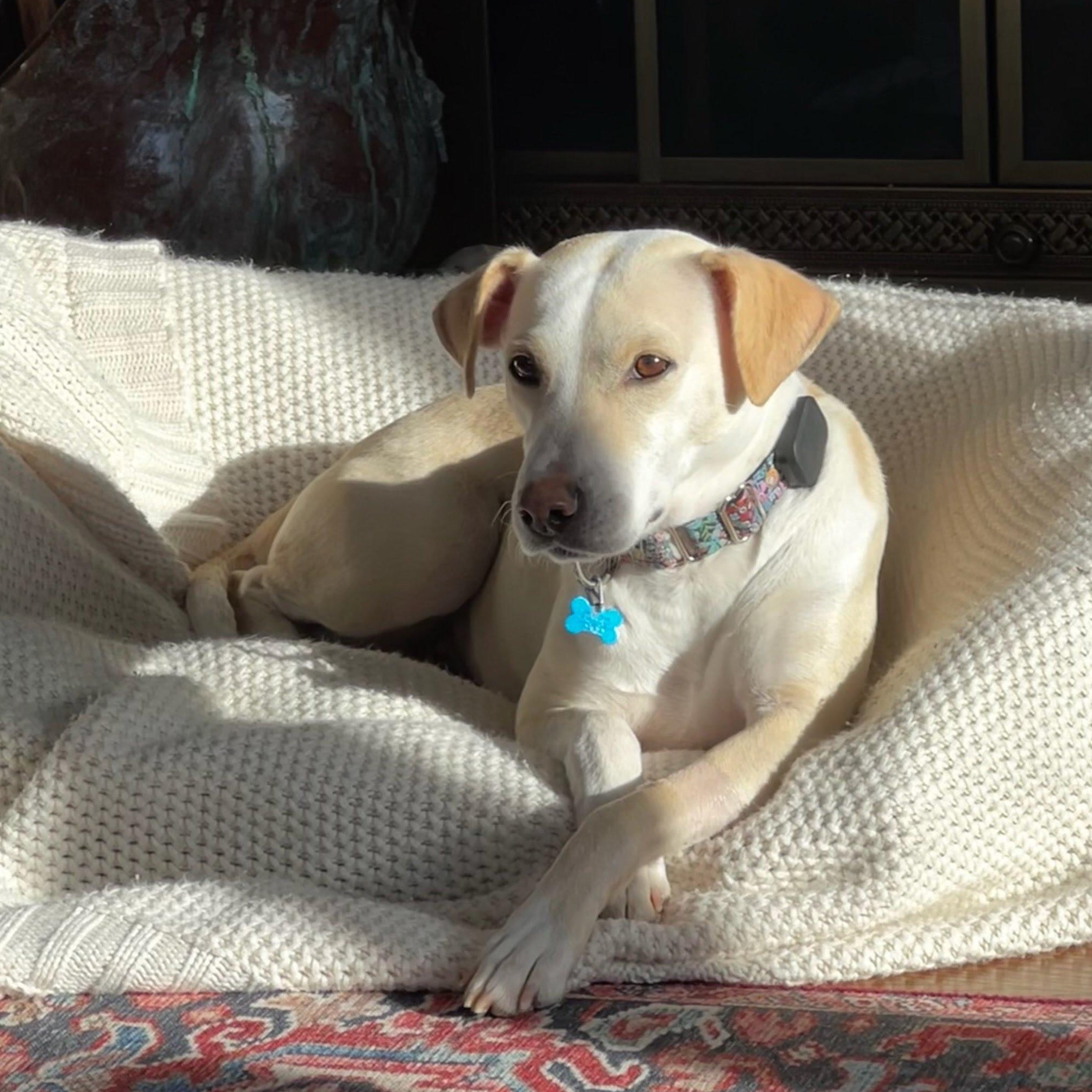 Loralei, Adoptable, Young Female Mixed Breed.