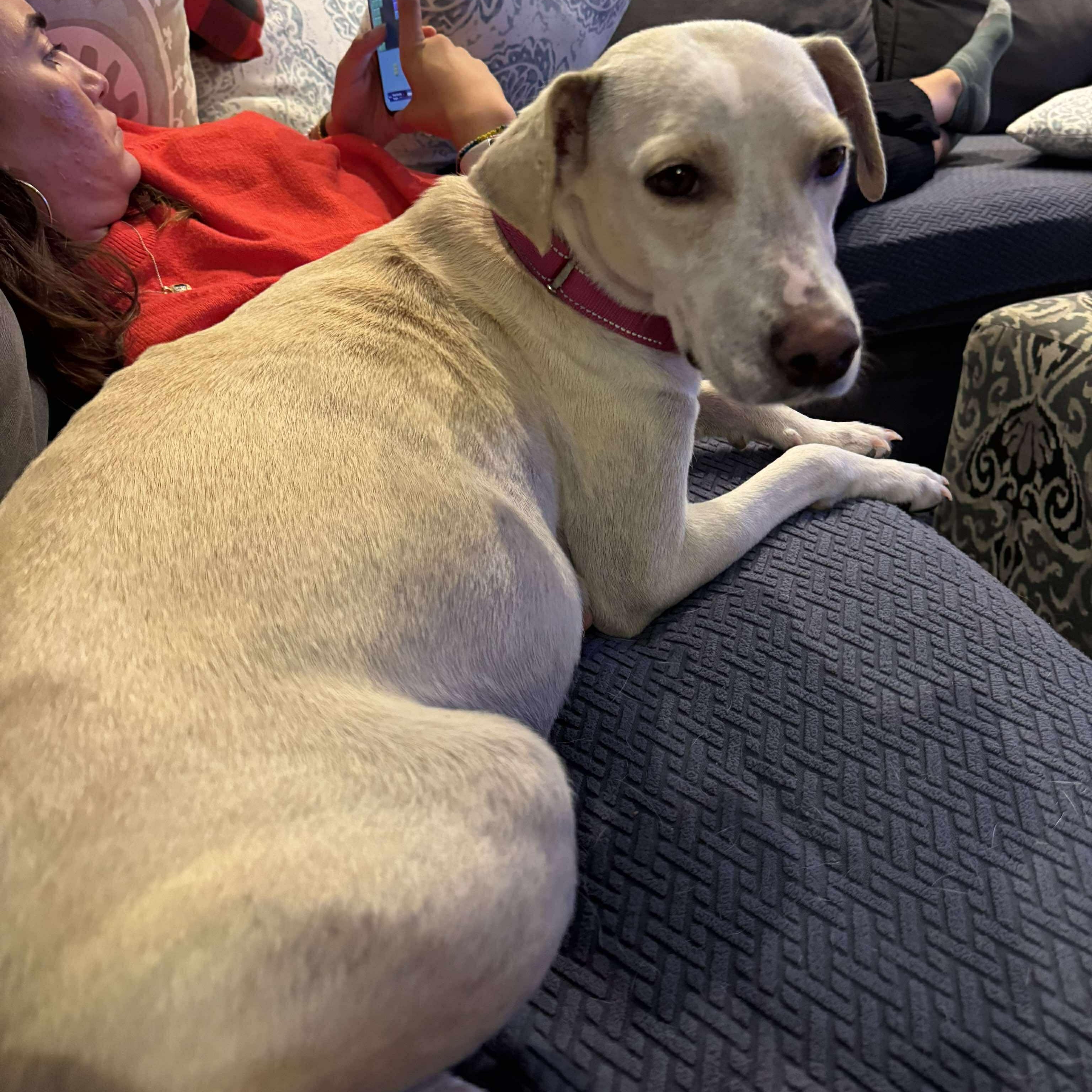 Loralei, a Adoptable Mixed Breed in Hopkinton, MA image 4/6