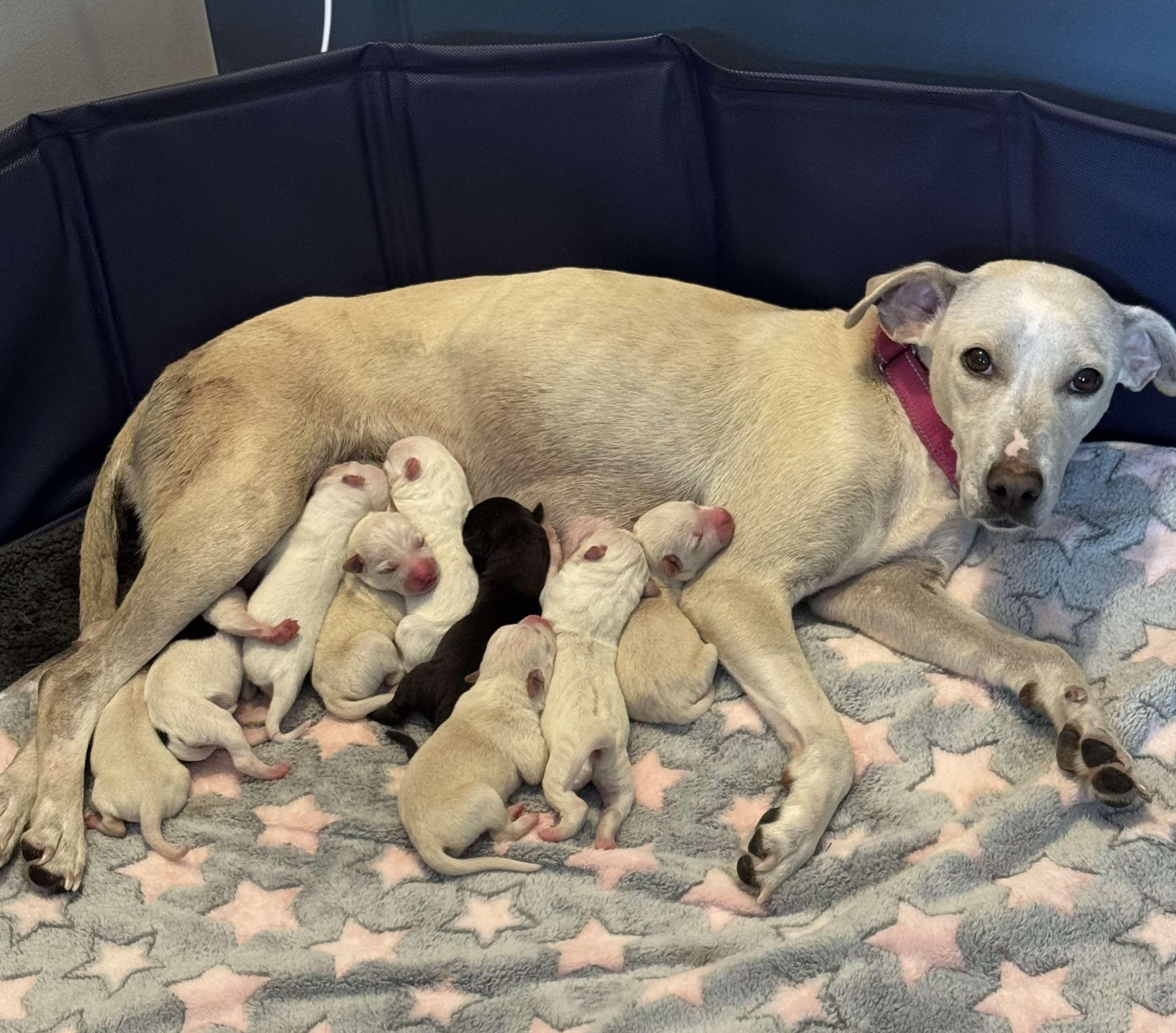 Loralei, a Adoptable Mixed Breed in Hopkinton, MA image 5/6
