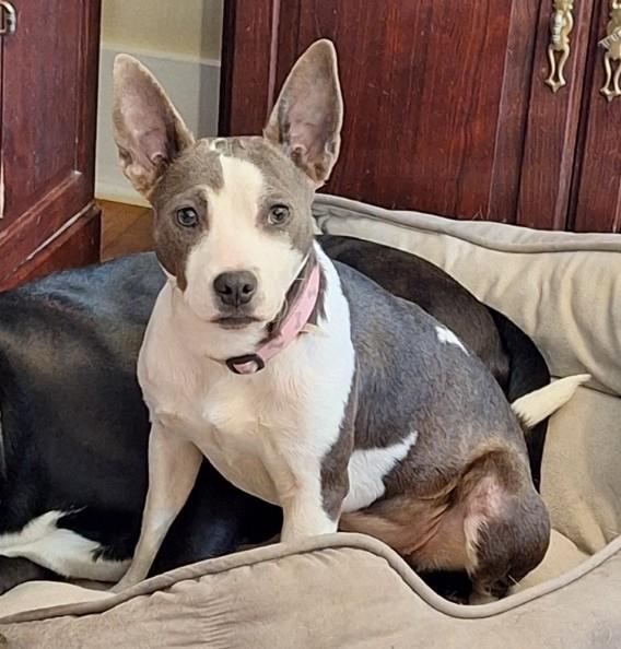 Milly, a ADOPTABLE mixed breed in Portland , ME image 3/4