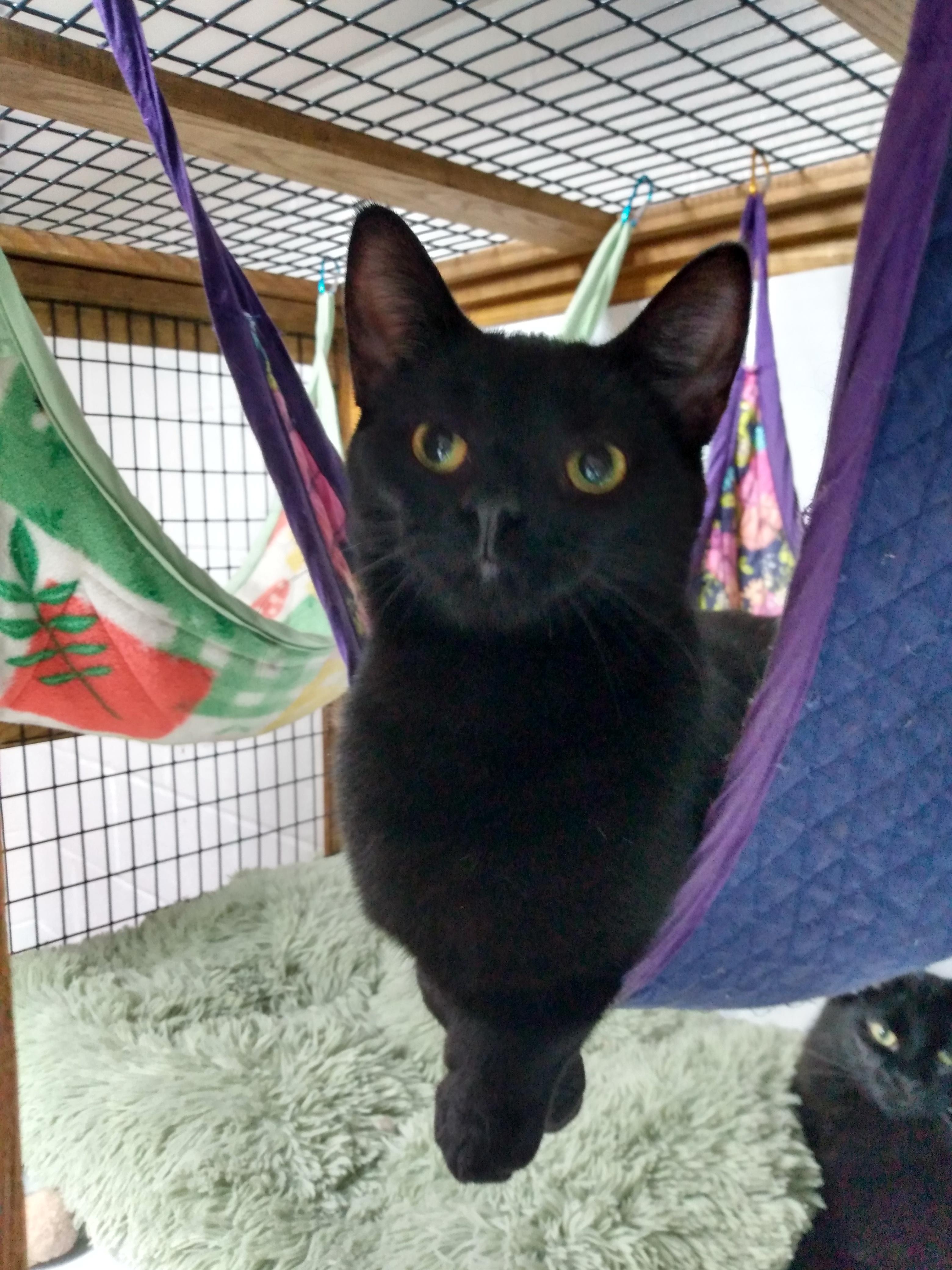 Hades, Adoptable, Adult Male Domestic Short Hair.