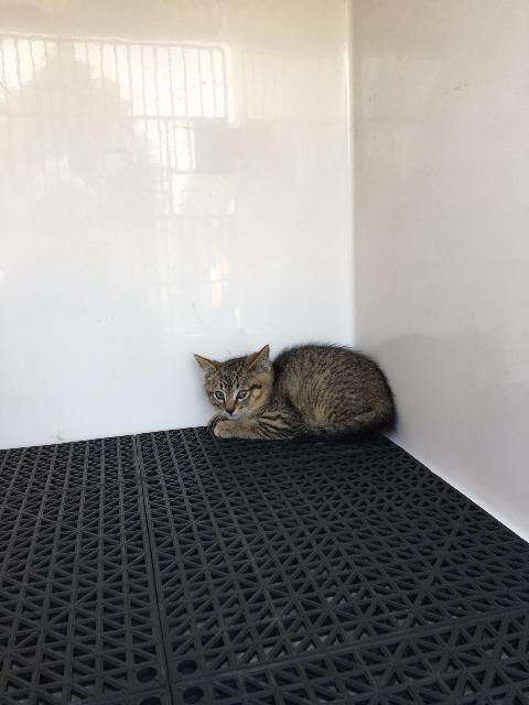 Nicholas, Adopted, Senior Male Domestic Short Hair.
