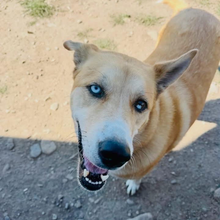 Roxy, Adoptable, Adult Female Mixed Breed.