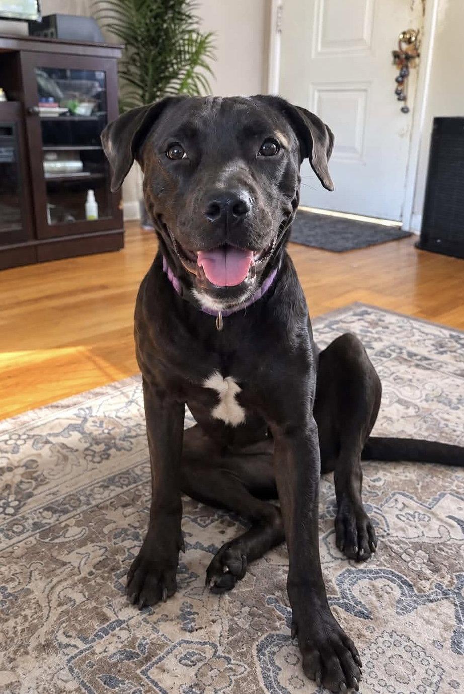 Enlarge Lucky, a Adoptable Labrador Retriever in O'Fallon, MO image 1/3